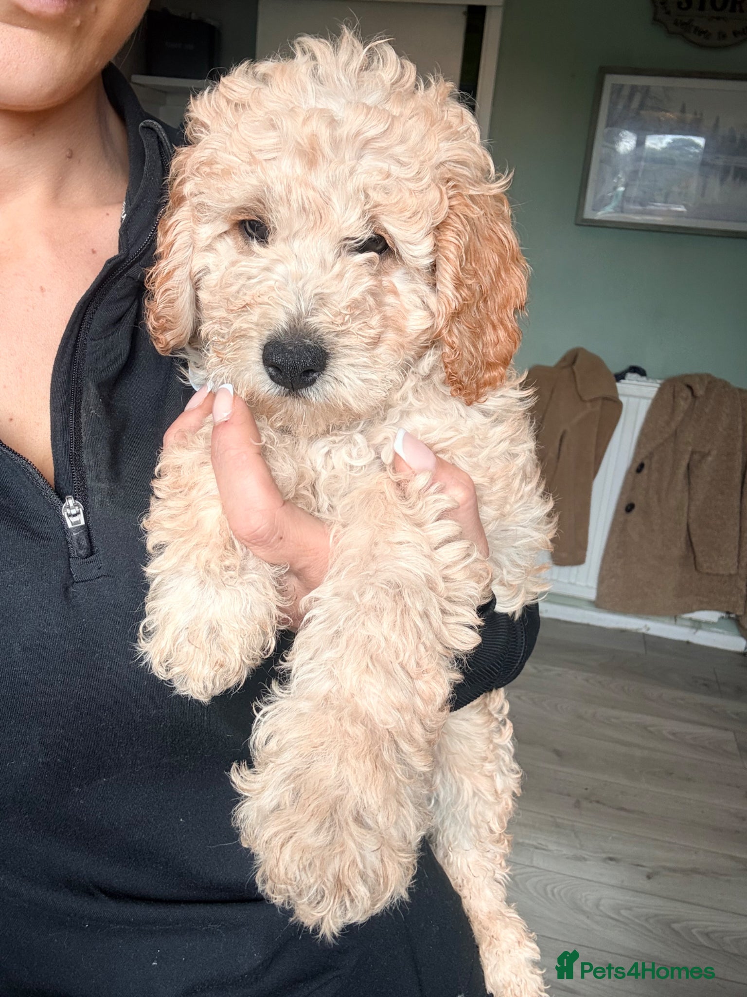 Cockapoo dogs F1B cockapoos ready for homes now one boy left - Advert 5