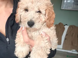 Cockapoo dogs F1B cockapoos ready for homes now one boy left - Advert 2