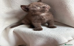 British Shorthair cats for sale: Registered British Shorthair Kittens ❤️  - Image 7
