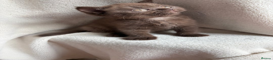 Chocolate Female