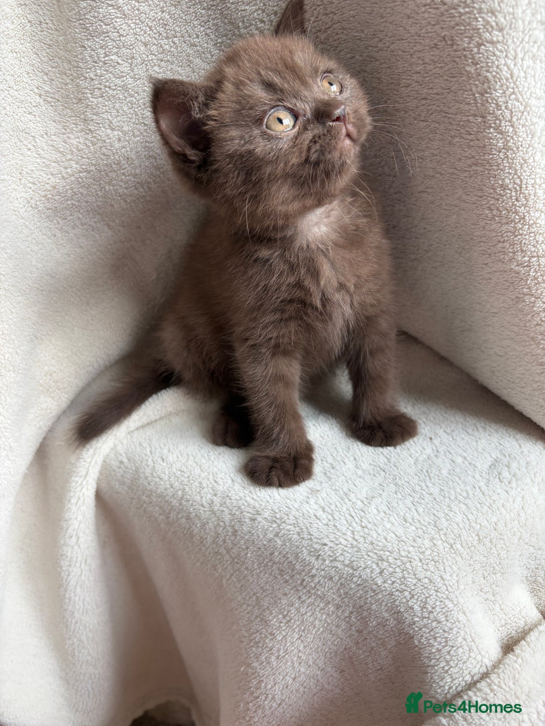 British Shorthair cats for sale: Registered British Shorthair Kittens ❤️  - Image 7