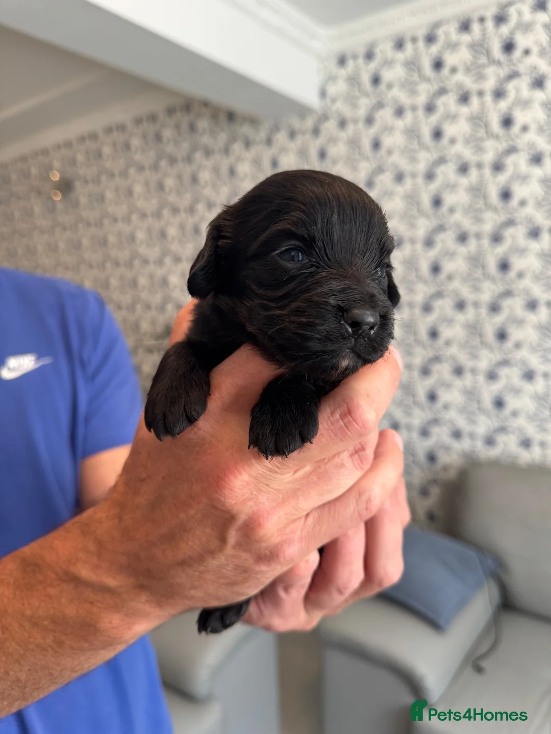 Cocker Spaniel dogs for sale: Working Cocker Spaniel  - Advert 2
