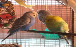 Budgerigars birds for sale: Budgies with an Aviary available. - Image 28