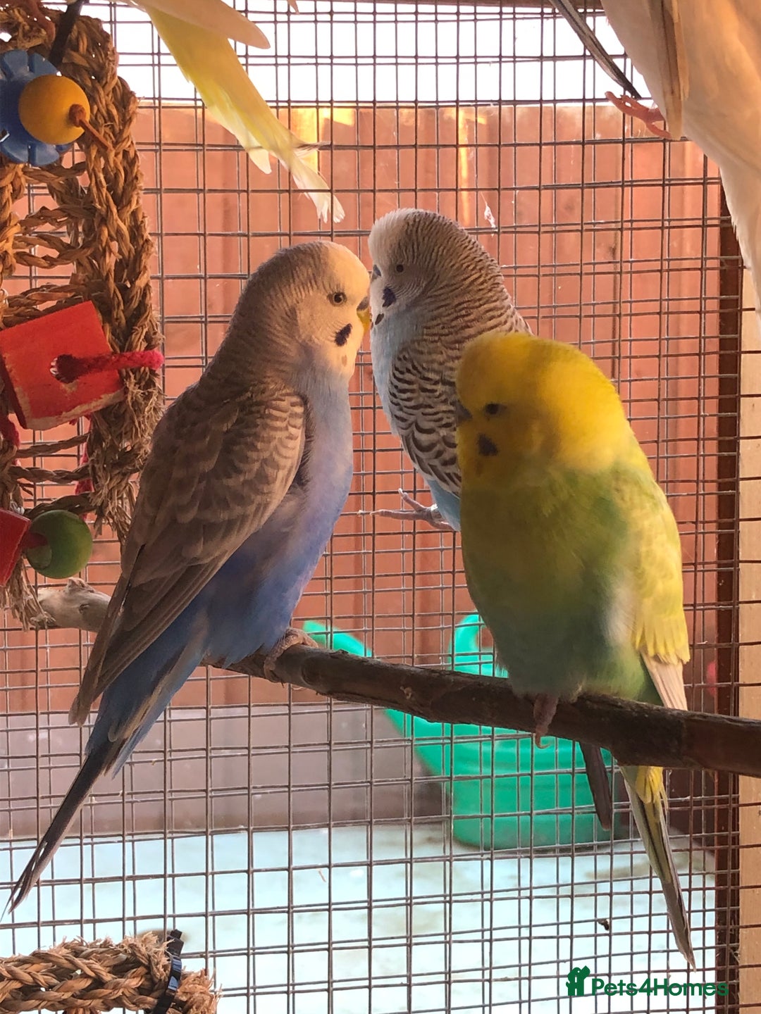 Budgerigars birds for sale: Budgies with an Aviary available. - Image 28