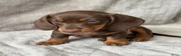 Miniature Dachshund dogs for sale: Chocolate and tan short haired mini dachshund  - Advert 21