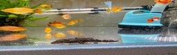 Plecos fish for sale: Bristlenose Pleco Golden&Snowflake – Various Sizes - Advert 26
