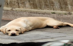 Labrador Retriever dogs for sale: Labrador retriever  - Image 2