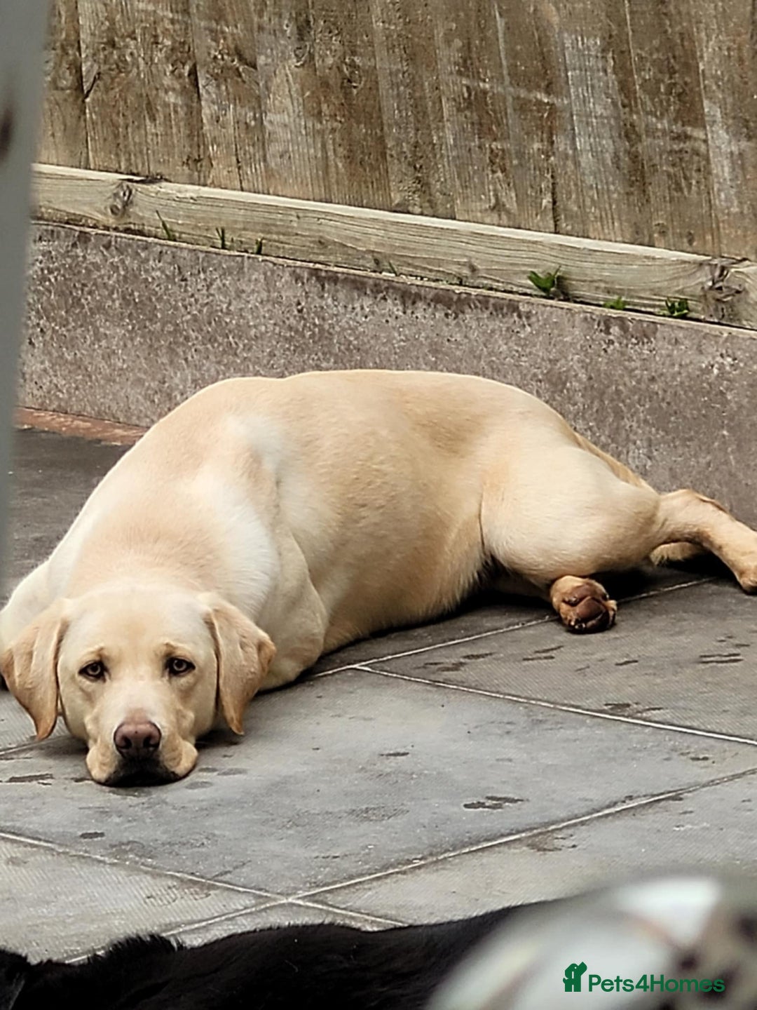 Labrador Retriever dogs for sale: Labrador retriever  - Image 2