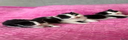British Longhair cats for sale: 3 adorable kittens ready to go in Hornchurch - Advert 17