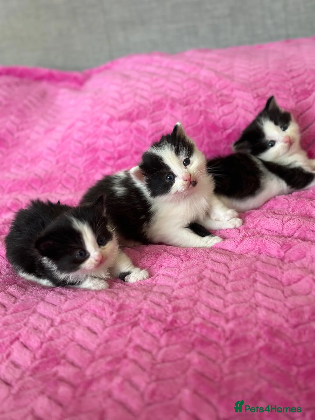 British Longhair cats for sale: 3 adorable kittens ready to go in Hornchurch - Advert 17