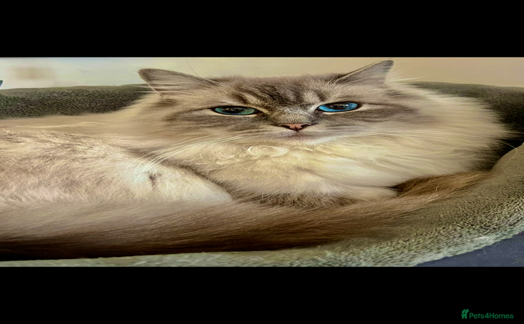 Ragdoll cats - Advert 9