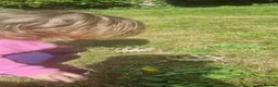 Tortoise reptiles for sale: Two Horsefield Tortoises (1 Male 1 Female) - Advert 4