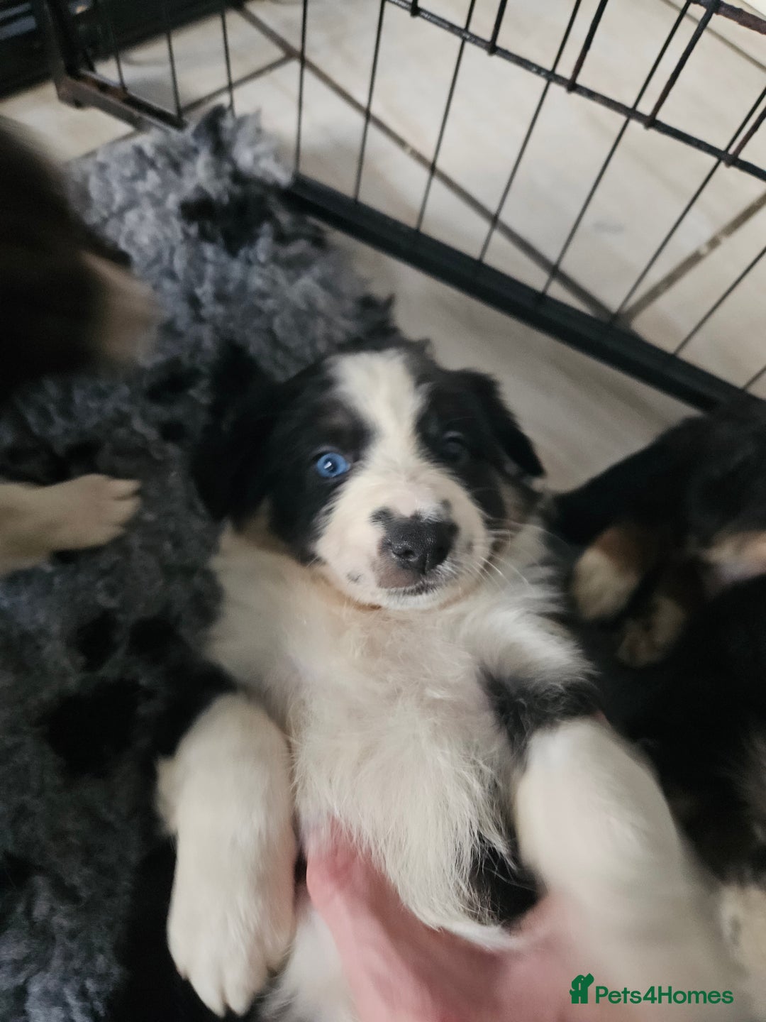 Border Collie dogs for sale: 6 Border collie pups - Advert 3