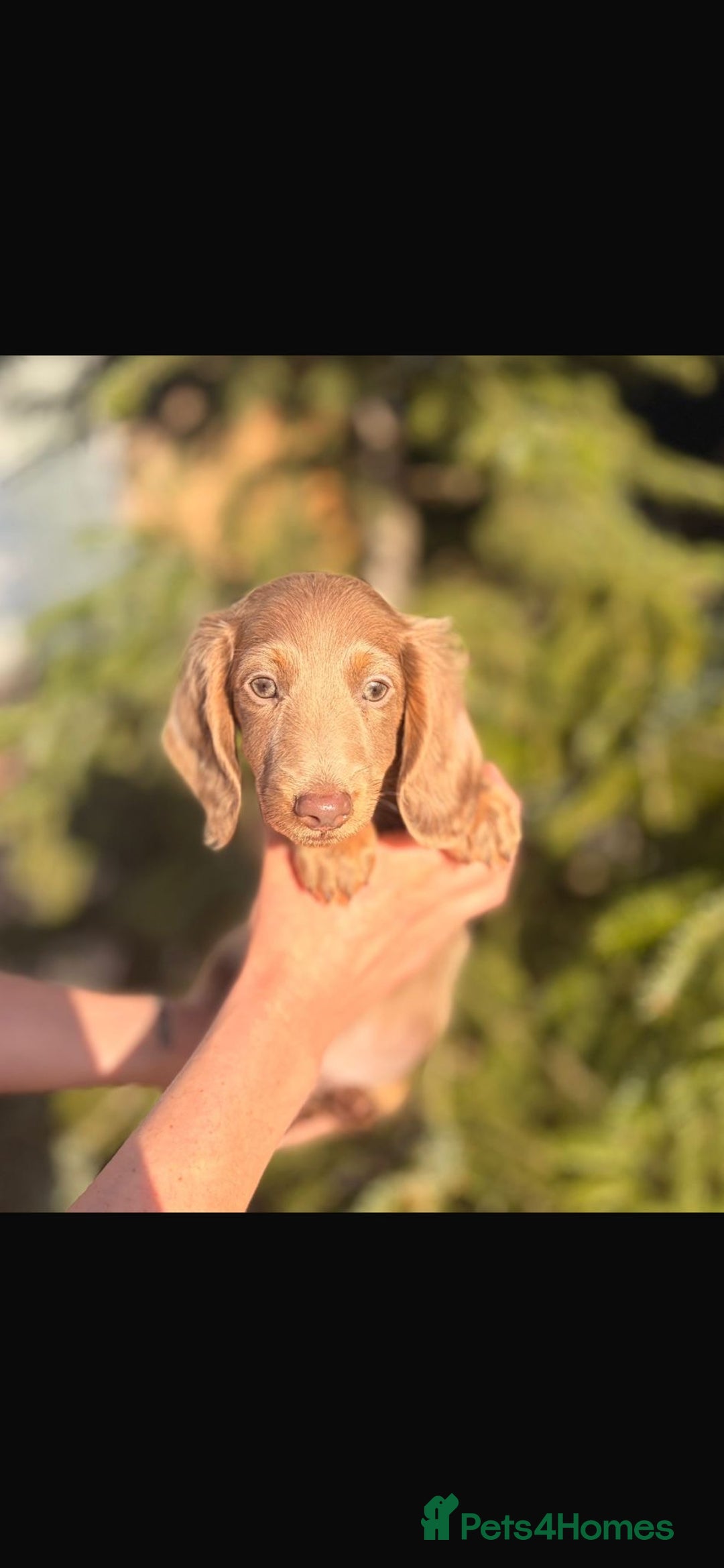 Miniature Dachshund dogs for sale: Miniature dachshund puppies  - Advert 3