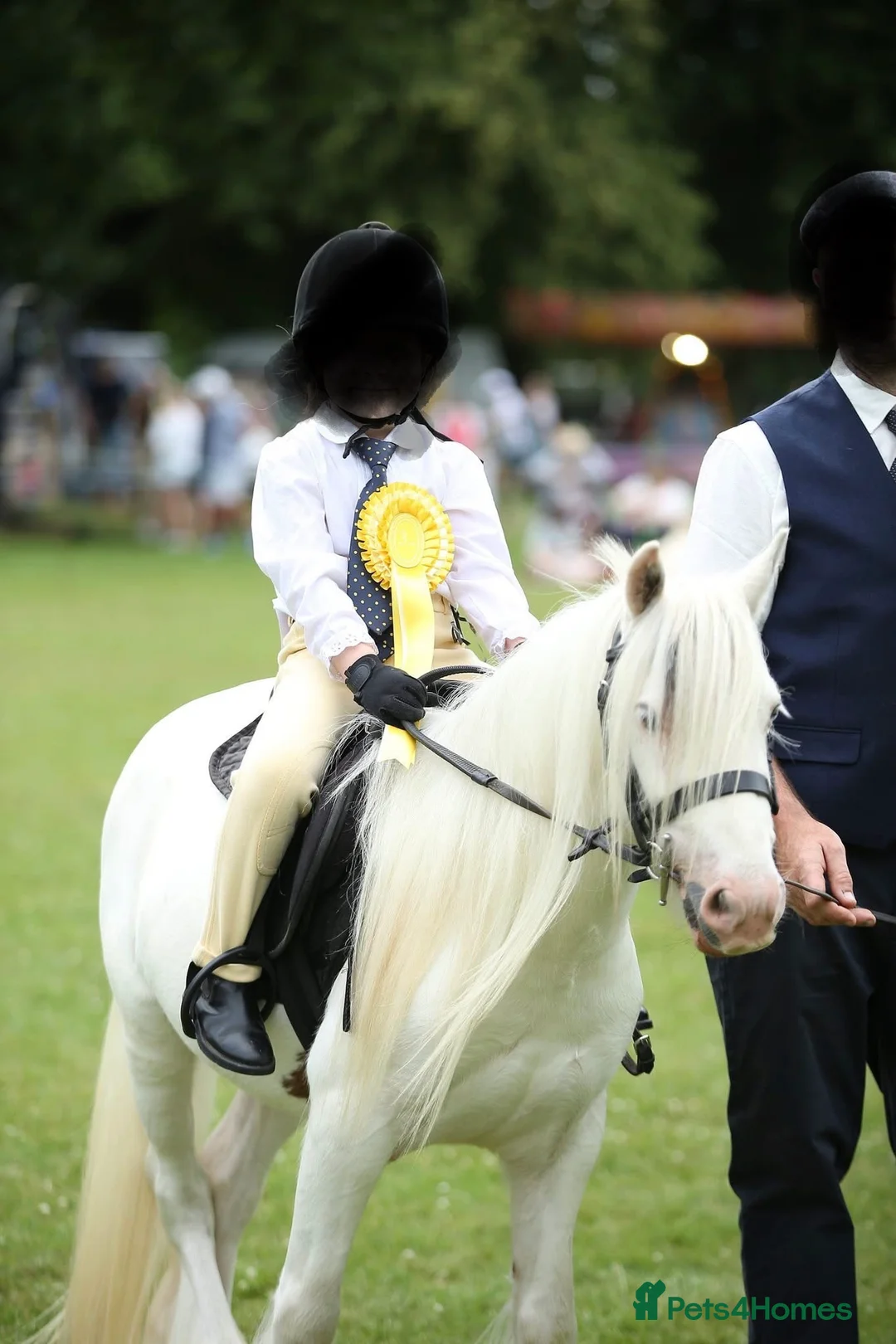 Irish Cob horses for sale: Stunning future show pony - Advert 1