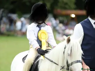 Irish Cob horses Stunning future show pony - Advert 3