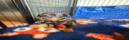 Dobermann dogs for sale: Exceptional kc pedigree dobermann puppies   - Advert 3