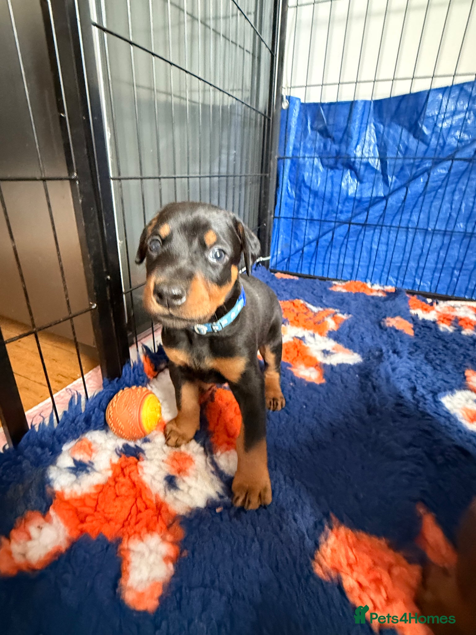 Dobermann dogs for sale: Last black boy Available  - Advert 6