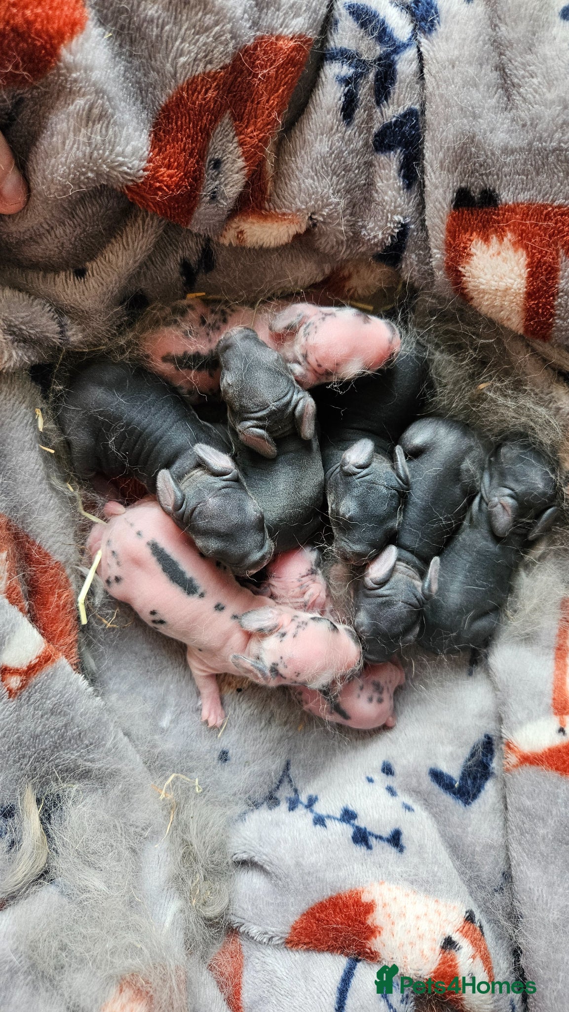 Rex rabbits Rex & Mini Rex Kits Available - Advert 1