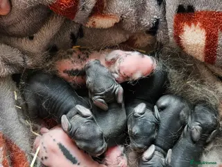 Rex rabbits Rex & Mini Rex Kits Available - Advert 10