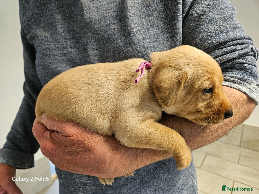 Labrador Retriever dogs for sale: KC REG Stunning Litter Fully Health Tested Parents - Image 9