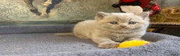 British Shorthair cats for sale: British shorthair and longhair  - Advert 5