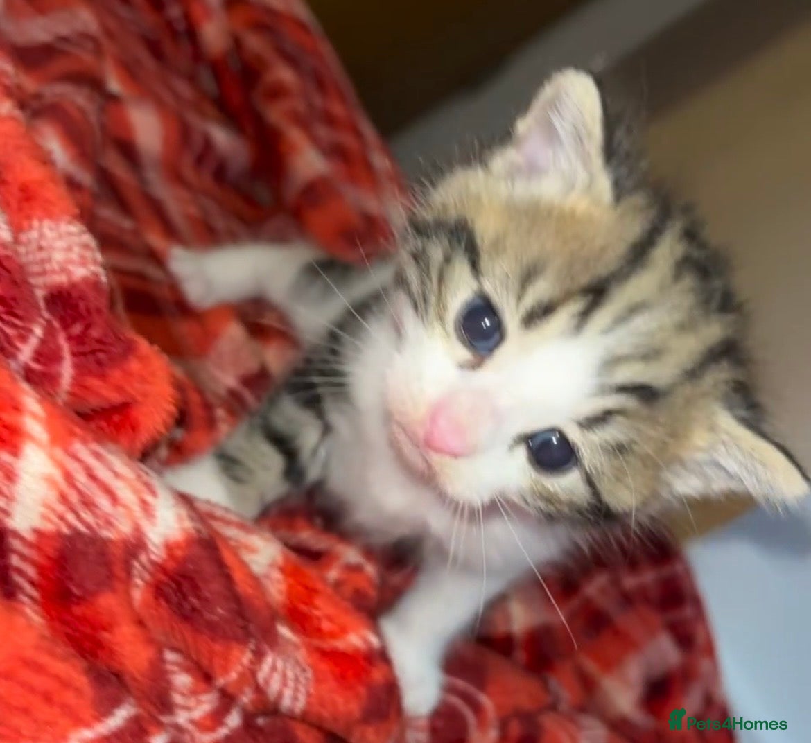 Mixed Breed cats 1 male kitten ready now  - Advert 19