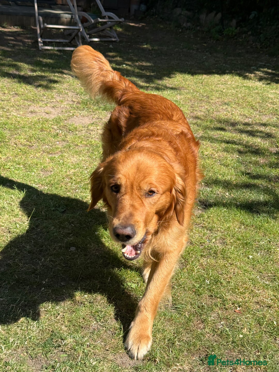 Golden Retriever dogs for stud: Stunning dark red golden retriever  - Image 7