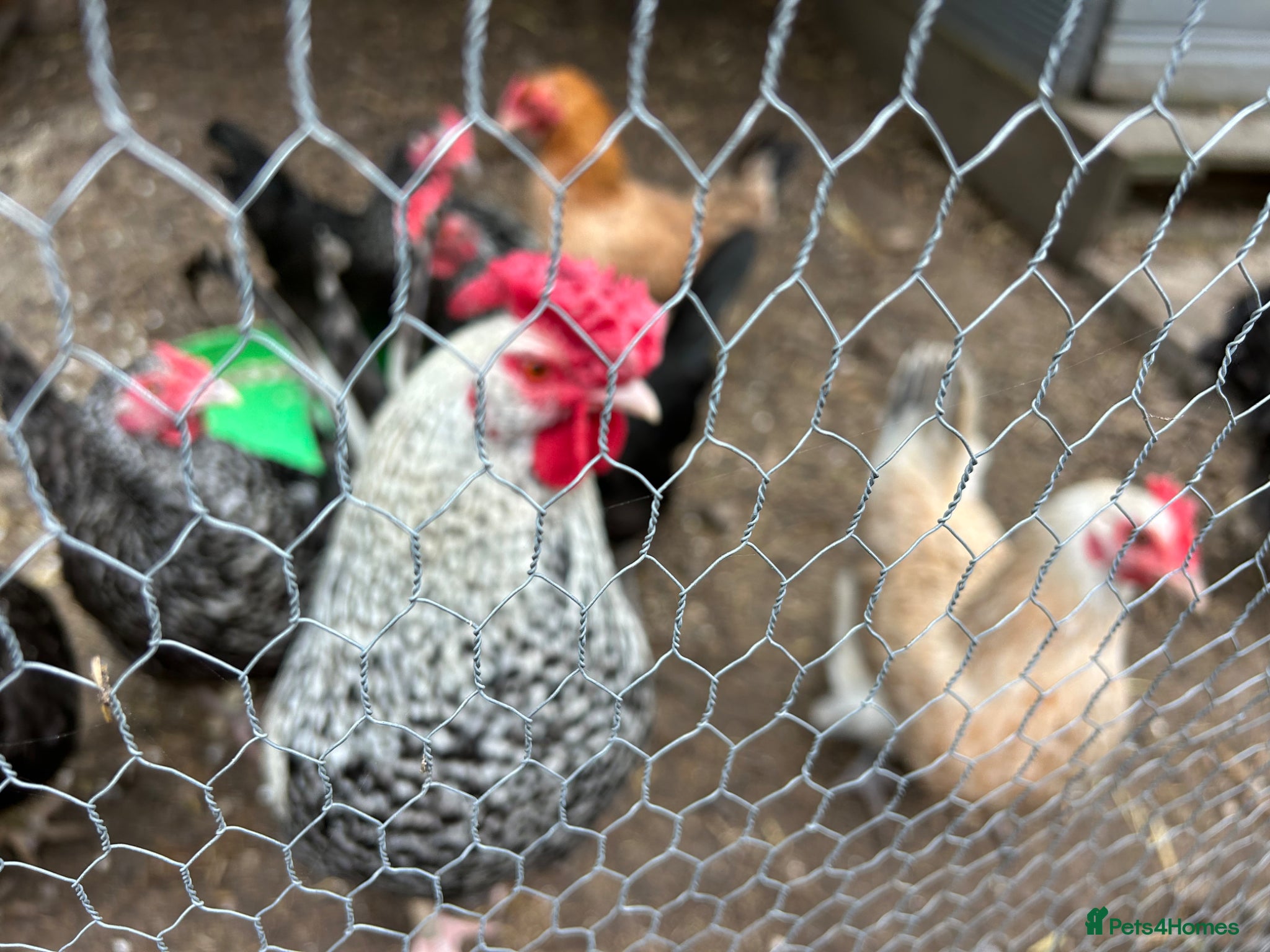 Mixed Breed poultry Hybrid Bantam Hatching eggs - Advert 2