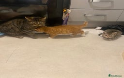 British Shorthair cats for sale: Lovely Girls 🥰 - Advert 3