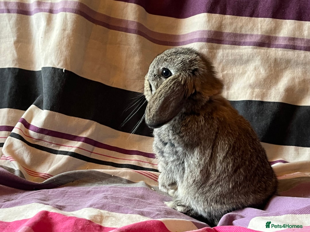 Mini Lop rabbits for sale: Two pure mini lop rabbits  - Image 3
