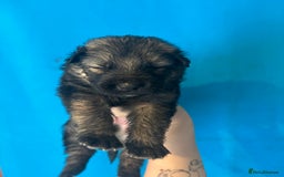 German Shepherd dogs for sale: 10 German Shepard Puppies for sale  - Image 7