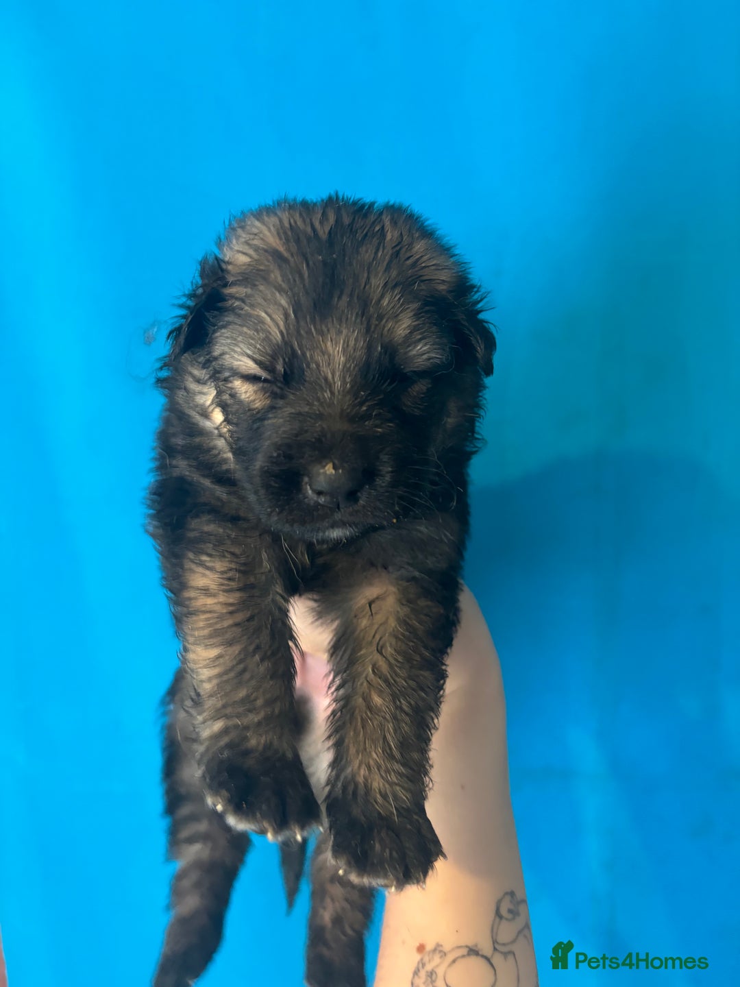 German Shepherd dogs for sale: 10 German Shepard Puppies for sale  - Image 7