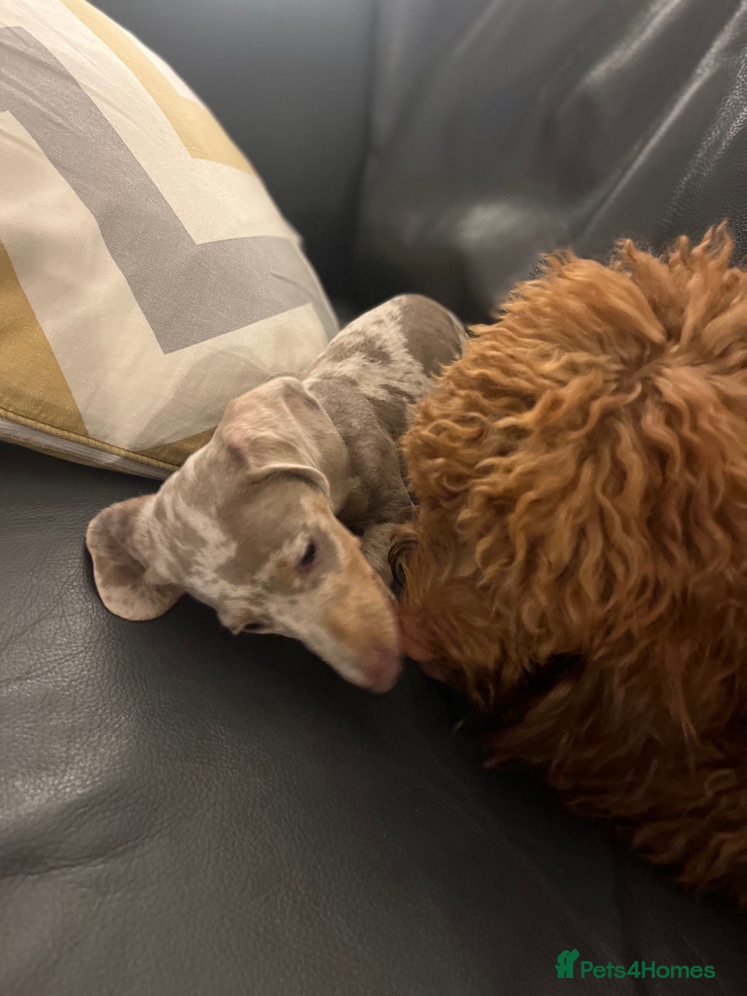 Miniature Dachshund dogs for stud: KC Reg Minature Isabella tan dachshund, For Stud  in Southampton - Advert 6