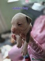 American Bully Puppy 2
