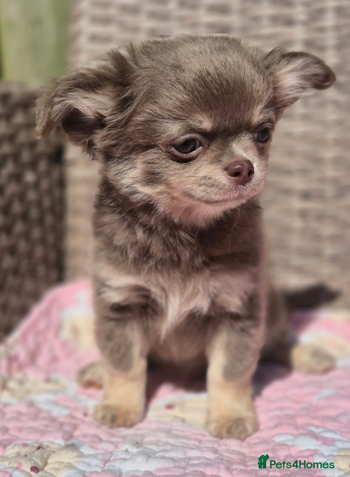 Chihuahua dogs Amazing Longcoat Chihuahua Puppies. READY NOW - Advert 1
