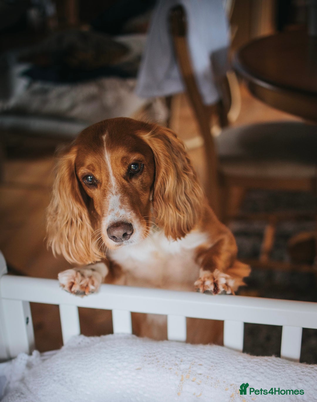 Cocker Spaniel dogs for sale: Stunning Working Cocker Spaniel Puppies - Image 15