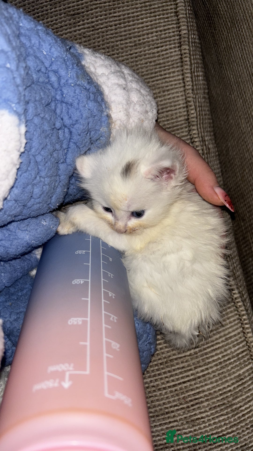 Turkish Angora cats for sale: Friendly, Cute & Cuddly Kittens – Ready 10/12  - Advert 17
