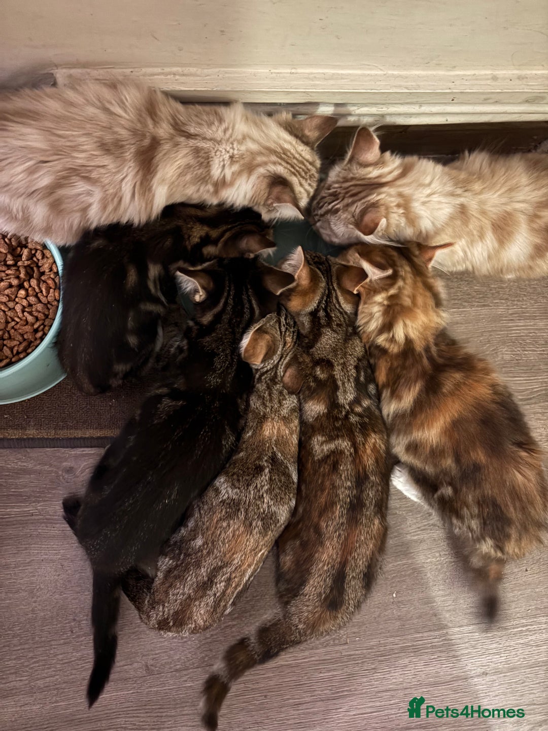 Mixed Breed cats for sale: 7 beautiful kittens mixed colours  - Advert 5