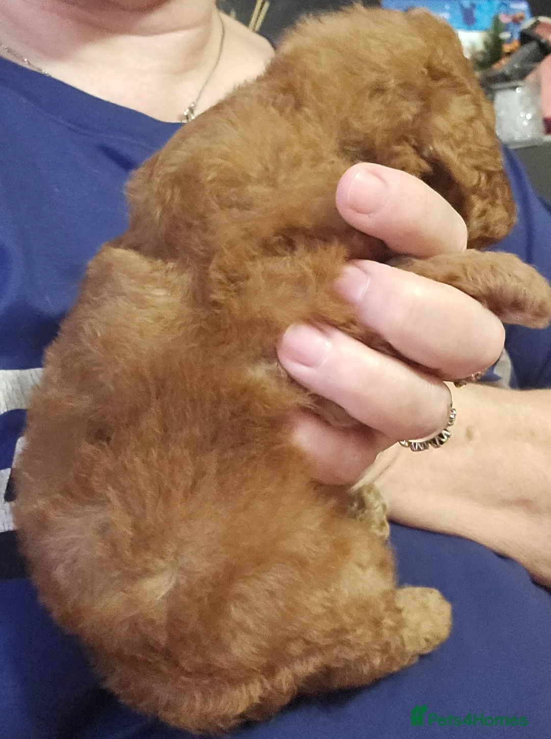 Toy Poodle dogs for stud: Stunning kc health tested toy poodle for stud - Advert 8