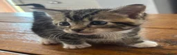 Maine Coon cats for sale: Maine Coon cross kittens for sale in Whitchurch - Advert 15
