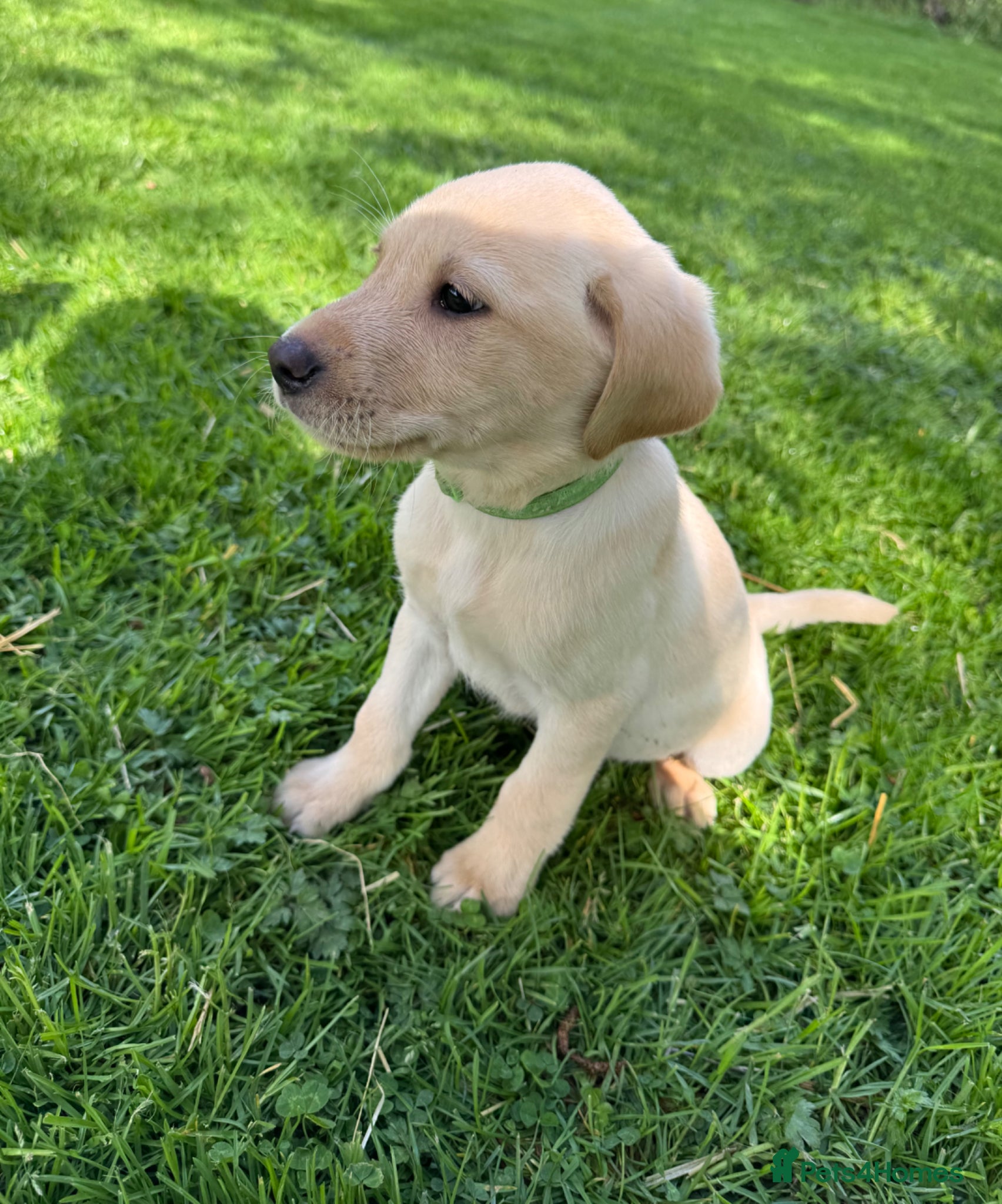 Labrador Retriever dogs for sale: KC working lab pups (health tested parents) - Advert 2