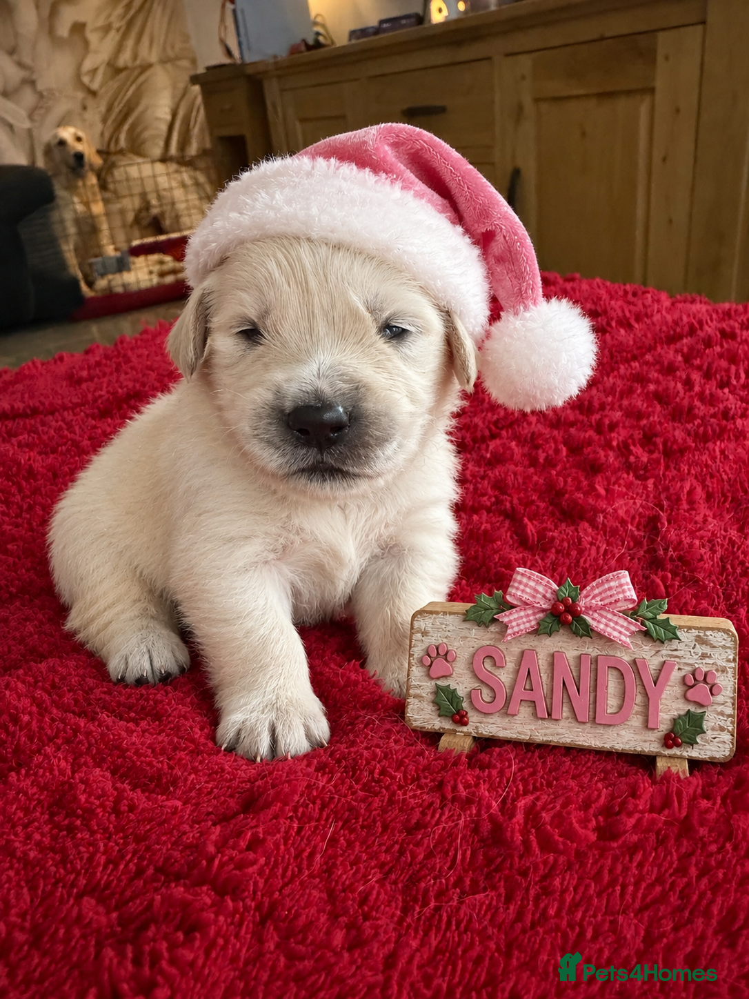 Golden Retriever dogs TOP QUALITY KC GOLDEN RETRIEVERS  - Advert 2