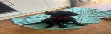Labrador Retriever Raye 