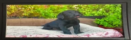 Labrador Retriever dogs for sale: Labrador - Advert 3