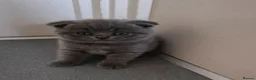 Scottish Fold cats for sale: 7 Scottish fold 😍beautiful  healthy kittens - Advert 26