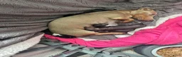 Dachshund dogs for sale: Dachshund cross Chinese crested  - Advert 26
