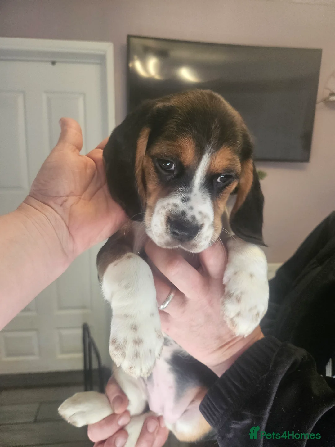 Bocker dogs for sale: Beagle cross with cooker spaniel  - Advert 6