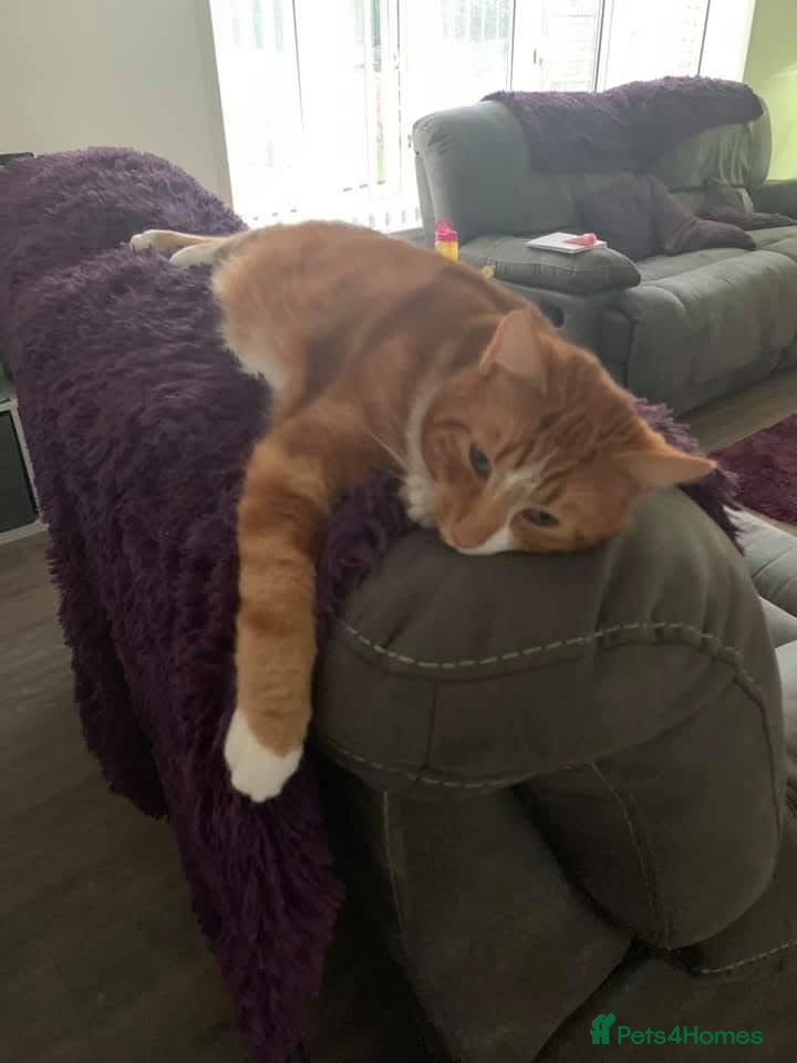 Mixed Breed cats for sale: Louie  - Advert 3