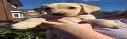 Labrador Retriever dogs for sale: Beautiful KC Registered Labrador Puppies  - Advert 19